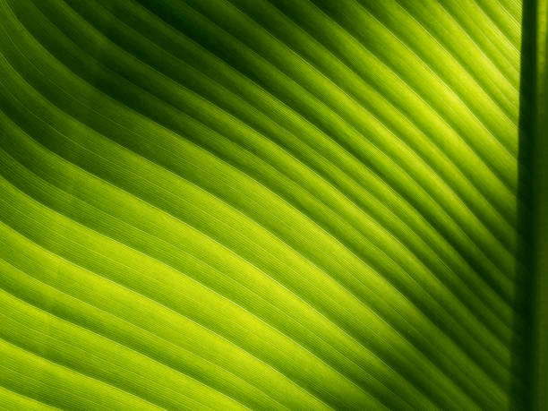 istock Abstract of The Stripes Crystal Anthurium Leaf 1363746007