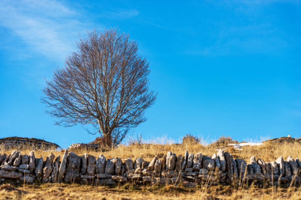 hêtre nu et mur de clôture en pierre - lessinia plateau italie - bare tree photos photos et images de collection