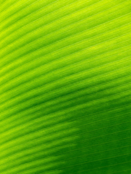 istock Abstract of The Stripes Crystal Anthurium Leaf 1363746053