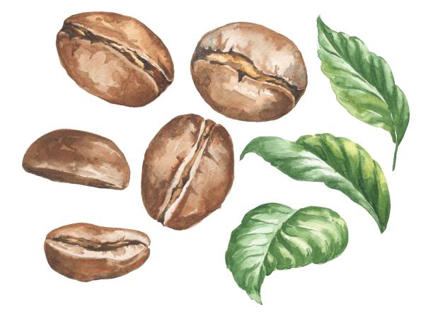 ilustrações de stock, clip art, desenhos animados e ícones de watercolor coffee beans with green leaves isolated on white. watercolour food illustration. - mocha