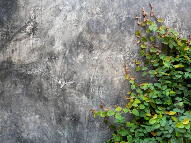 istock Green creeping fig plant on rustic loft concrete wall background. 1363746870
