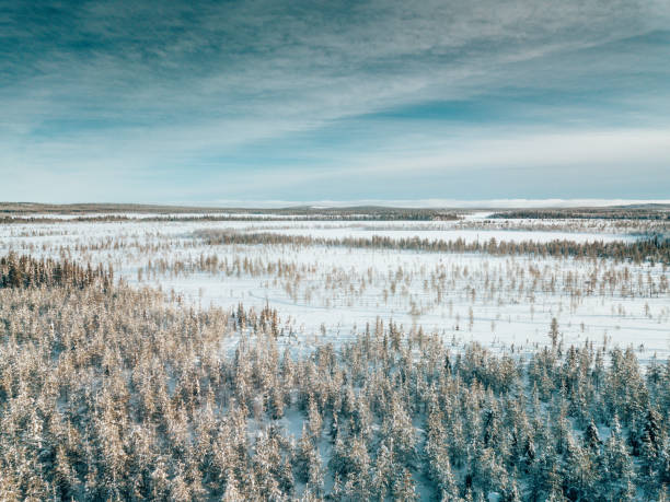 istock forest in lapland at dusk 1363747319