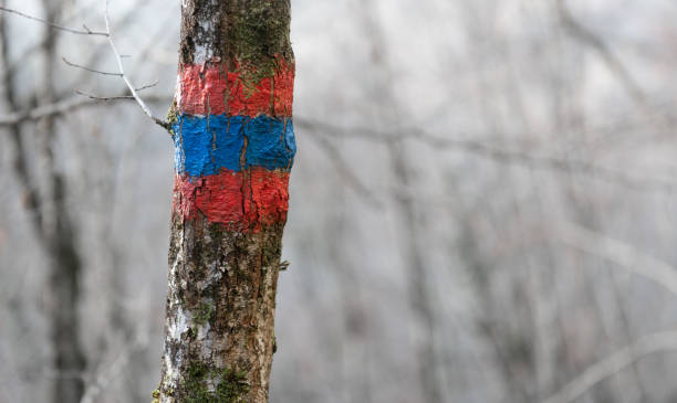 istock Hiking markings on trees with moss 1363748389