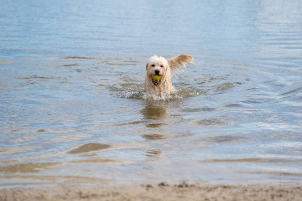 labradoodle dog runs out of the water with a yellow ball in its mouth. white curly dog in the blue lake. water droplets leak from its beak and tail - dog tail shaking retriever imagens e fotografias de stock