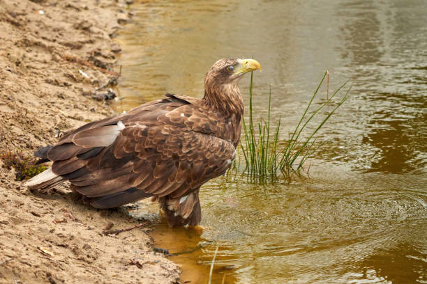 ein seeadler trinkt im wasser. wassertröpfchen treten aus dem schnabel aus. reflexion im see. detaillierte, gelbe schnabelbraune federn, tierthemen - nature animal themes wildlife outdoors stock-fotos und bilder