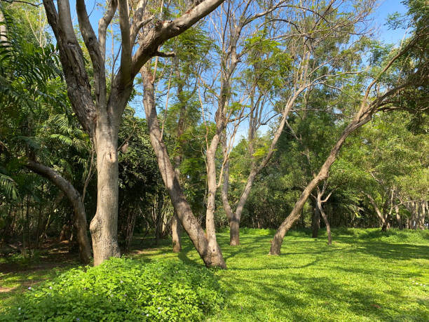 istock under big tree with and green field with nature sunlight background. 1363749324