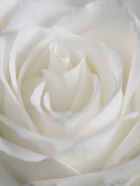 istock macro photography of a white rose bud 1363749326