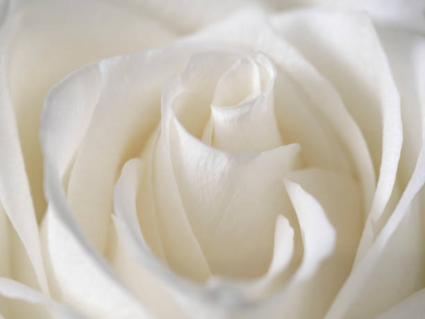 istock macro photography of a white rose bud 1363749333