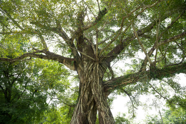 istock Roots of a tree isolated on white background 1363750156