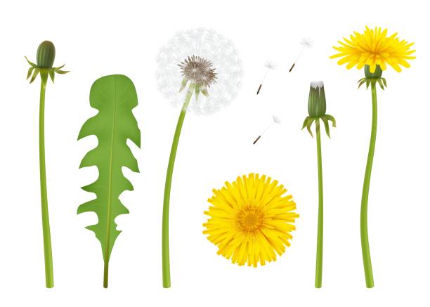 illustrations, cliparts, dessins animés et icônes de pissenlit. fleur jaune réaliste avec feuille beau pissenlit avec parties transparentes illustration vectorielle décente isolée - dandelion