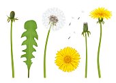 Dandelion. Realistic yellow flower with leaf beautiful dandelion with transparent parts decent vector illustration isolated