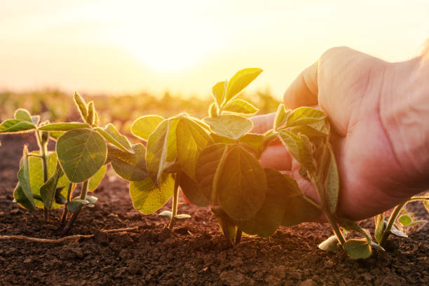 istock Farmer examining young green corn maize crop plant 1363750587