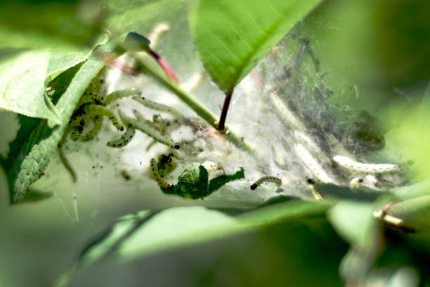 istock many small caterpillars in a cocoon on a leaf 1363751429
