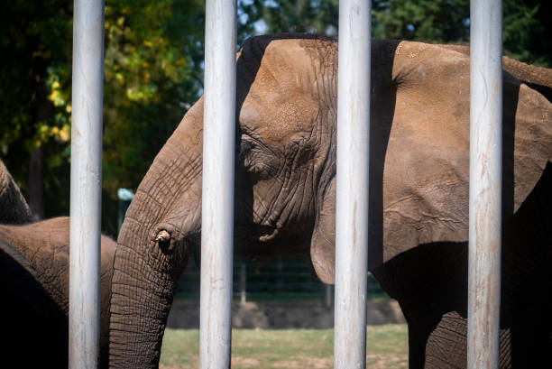 Person visits Wroclaw Zoo. Wroclaw Zoological Garden has 7,100 animals of more than 850 species.