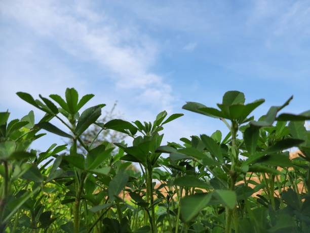 istock Fenugreek plant. 1363753069
