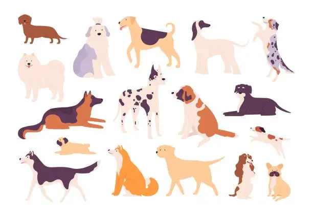 Vector illustration of Flat dogs and puppies big and small breed types. Shiba inu, german shepherd, beagle, pug, dachshund and husky. Pet animal dog vector set