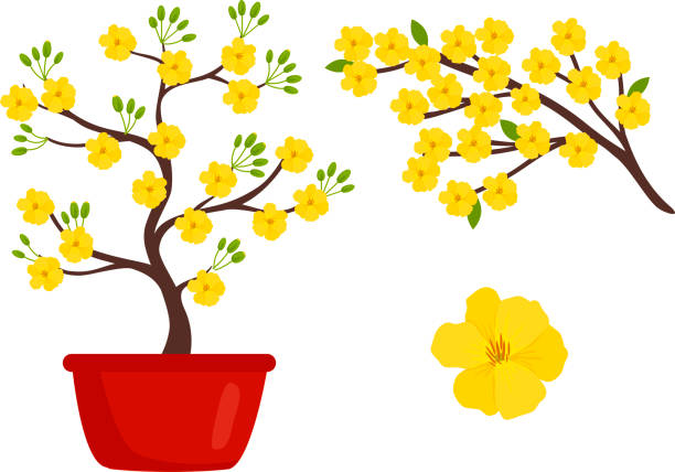 вьетнамский желтый цветок абрикосовое дерево (ochna integerrima) цветок для праздника тет. - ochoa stock illustrations