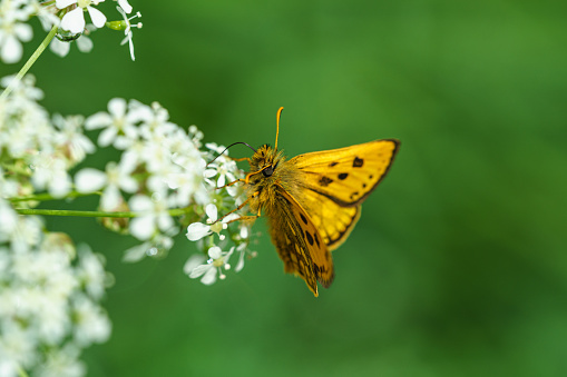 Detailed close up of a vibrant orange Chequered skipper butterfly on a white flower in sunlight