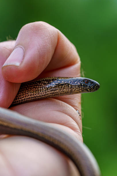 istock Close up of a Slow worm crawling in my hand 1363754205