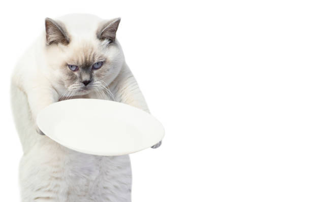 funny constantly hungry fat fluffy cat holding an empty plate in its paws