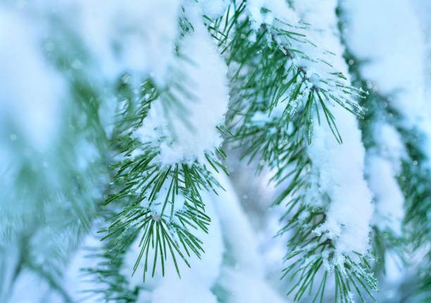 Snow-covered branches of pine tree close-up.