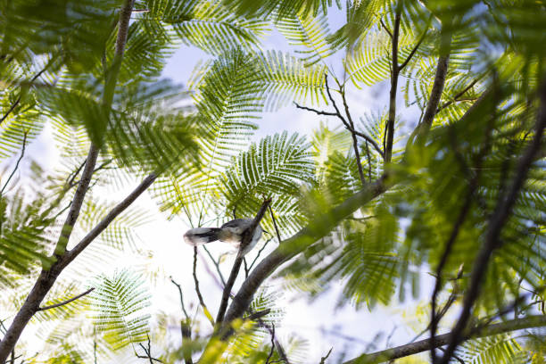 Monk parakeet nests in palm tree around Barcelona Spain. Bird going in and out building nest, found stick to take back to the nest.