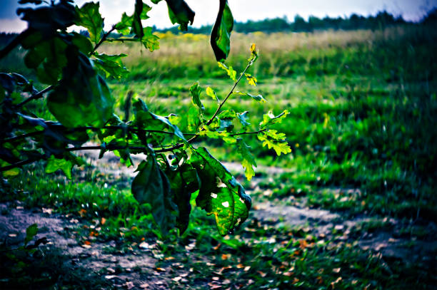 istock oak leaves on branches in summer 1363755926