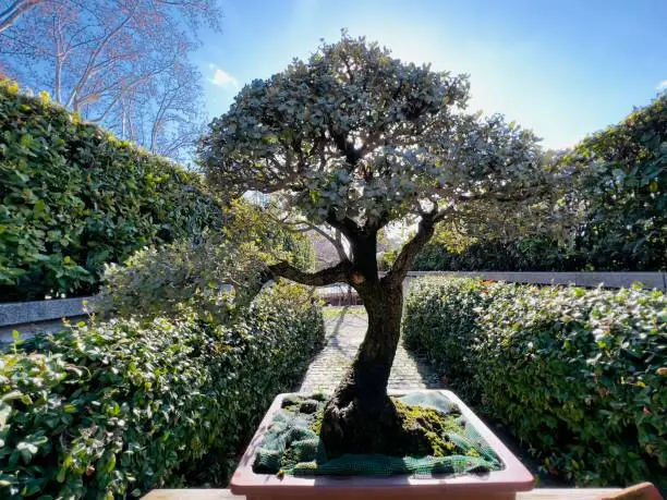 View of a quercus ilex tree in an outdoor garden. Plants, botanical and nature concept.