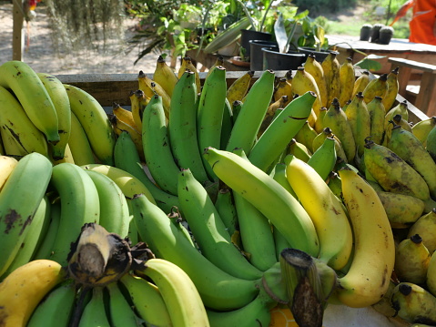 Group of Cavendish Banana (Musa Acuminata Cavendish Subgroup) in market, The skin of tropical fruits is green and yellow, Thailand