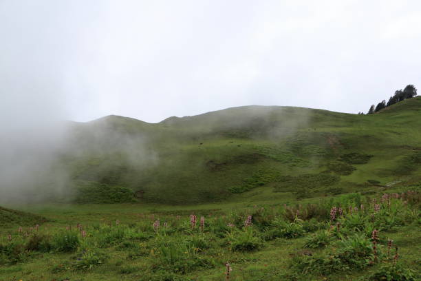 istock Dayara Bugyal is a beautiful alpine meadow. 1363756942