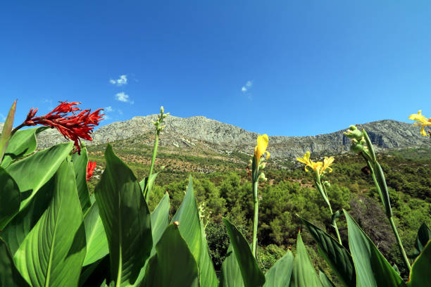 istock Flowers in Croatia 1363757283