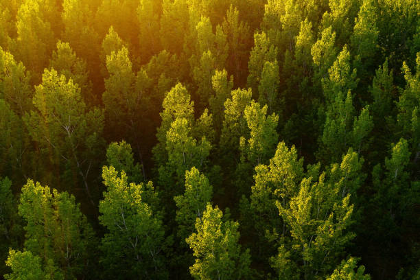 forêt verte d’arbre de tremble de pov de drone - poplar tree treetop forest tree photos et images de collection