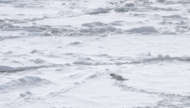 istock Baby seal alone on an ice floe 1363757350