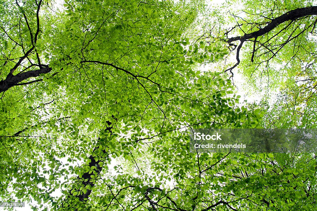 Grüne Baumwipfel - Lizenzfrei Ast - Pflanzenbestandteil Stock-Foto