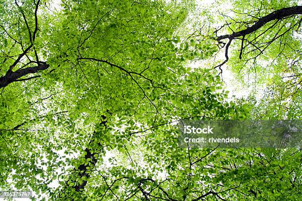 Verde Foresta - Fotografie stock e altre immagini di Albero - Albero, Ambiente, Bianco