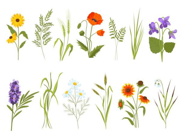 ilustraciones, imágenes clip art, dibujos animados e iconos de stock de flores de prado, plantas de campo y hierbas silvestres medicinales. heno y algodón, gaillardia, juncia y girasol. conjunto vectorial de flores silvestres - chamomile plant chamomile bouquet wildflower