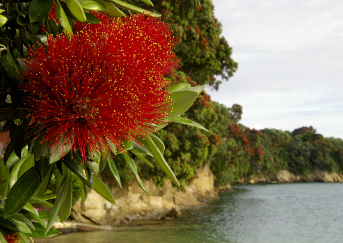 Flower and foliage of Pohutukawa tree in foreground, with stands of more tress along the cliff coast line.  Nicknamed \