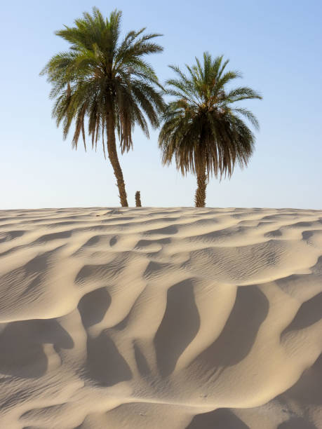 istock sand dune and palm tree in the desert 1363763301