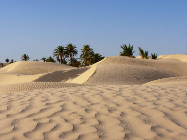 istock sand dune and palm tree in the desert 1363763326