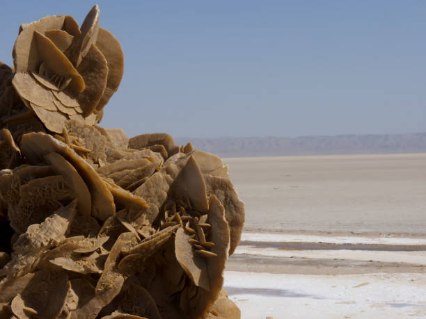 istock salt desert and sand flower 1363763330