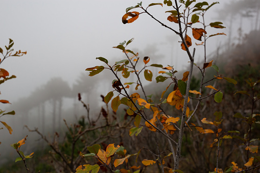 trees in the foggy forest. autumn landscape.