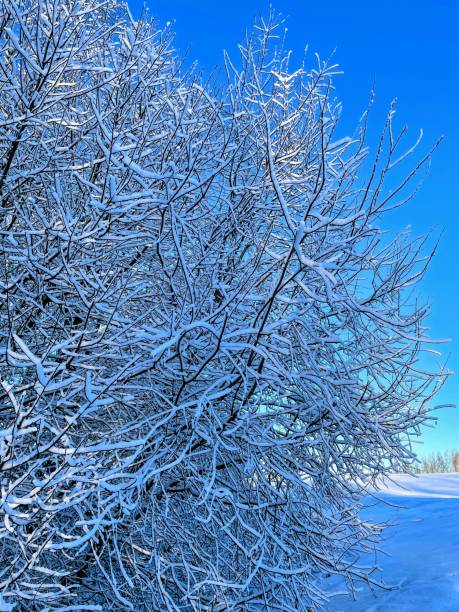 istock Winter view of snowy branches with no leaves 1363763511
