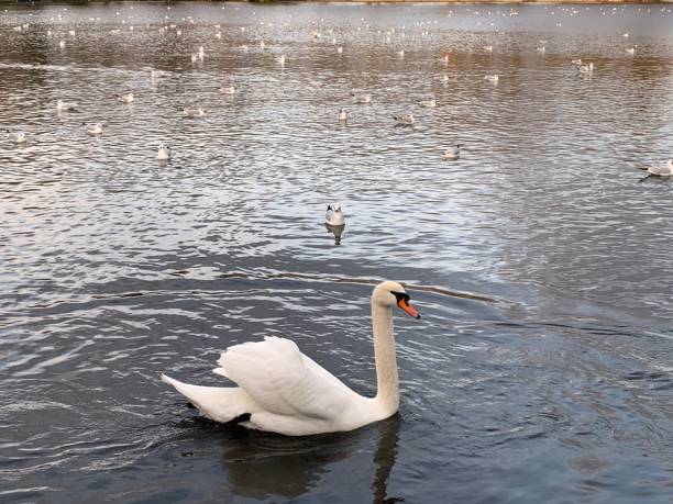 istock Swans on the lake. 1363763528