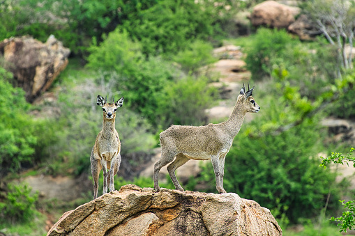 Antelopes en el Parque Nacional Tsavo Este, Tsavo Oeste y Amboseli en Kenia photo