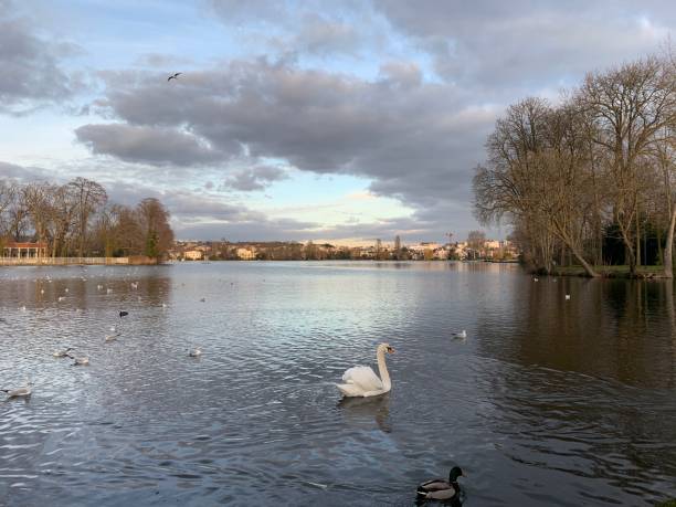 istock Swans on the lake. 1363763540
