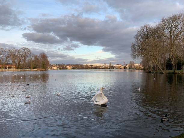 istock Swans on the lake. 1363763551