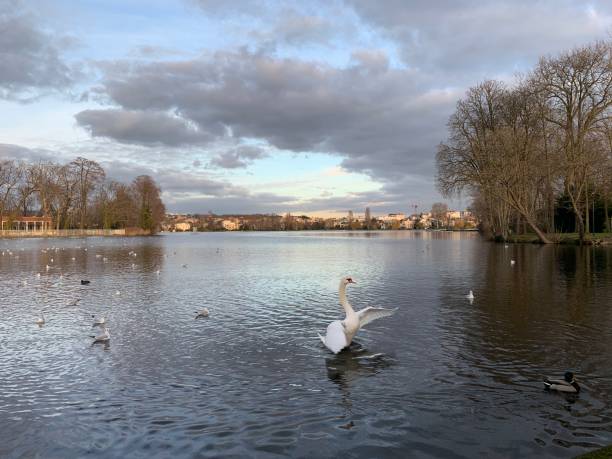 istock Swans on the lake. 1363763555