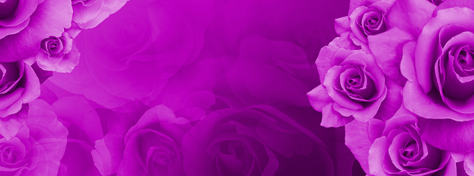 purple rose flowers bouquet on blur purple roses background, nature, template, banner, copy space