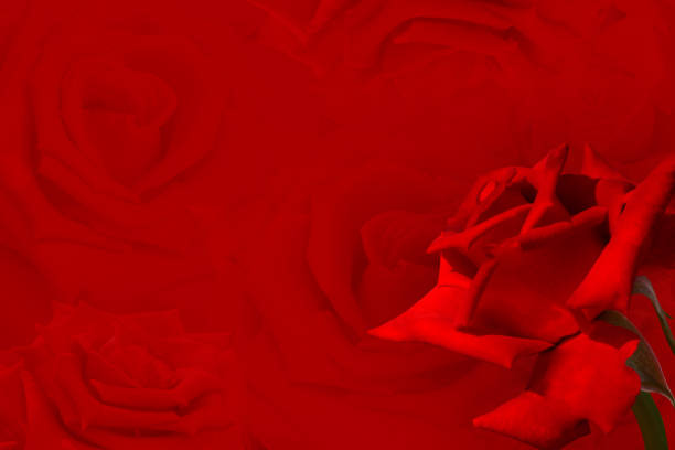 side red roses flower on blur red rose background, nature, name card, banner, template, copy space