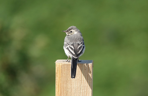 A delightful rear view shot of a juvenile pied wagtail perching on a wooden post in the sunshine against a green background.